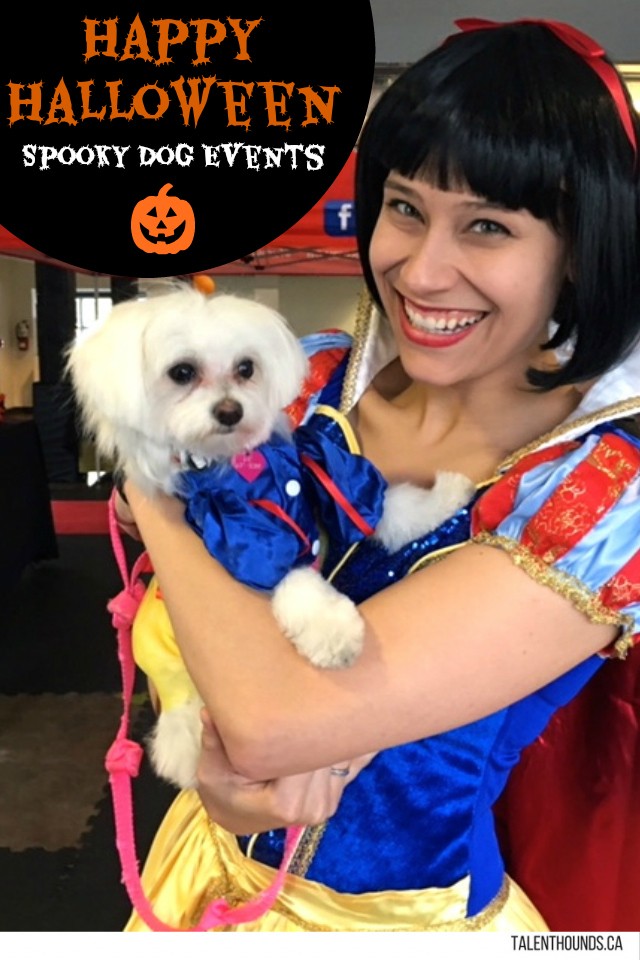 happy-halloween-get-inspired-for-your-dogs-halloween-costume-by-this-amazing-snow-white-costume-by-molly-the-malti-and-many-more
