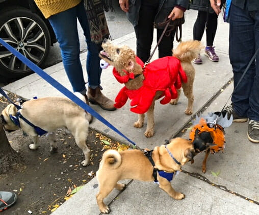 howloween-unleashed-pug-meetup-dogs-in-costume