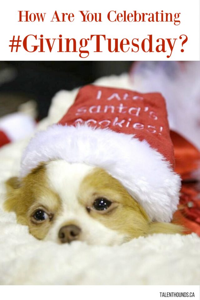 how-are-you-celebrating-giving-tuesday-see-our-examples-of-amazing-pet-saving-initiatives-this-holiday-season