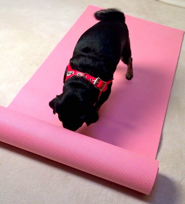 kilo-the-pug-unrolling-a-yoga-mat