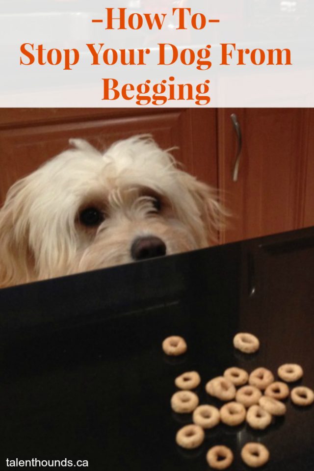 Expert tips and 5 Steps show how to stop your dog from begging