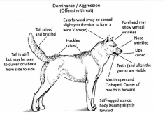 Dog Posture Offensive Aggression