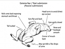 Dog Posture Extreme Fear and Submission