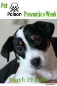pet poison prevention week