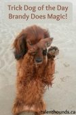 Brandy the irish setter AKA Houndini is a trick dog who's talents have transcended into actual magic read more