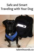 How to be safe when traveling with your dog. What to pack, how to prepare and basic rules.