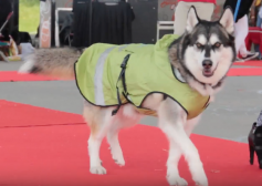 Husky in raincoat at ruff stitched fashion show woofstock 2017