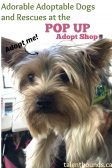 Meet the Adorable Adoptable Dogs and Rescues at the purina pawsway pop up adopt shop