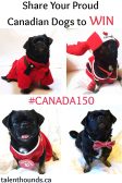 Share a photo or vid of your proud canadian dogs for a chance to win