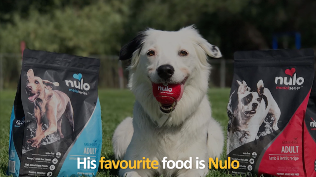 Hero the Super Collie with Nulo food