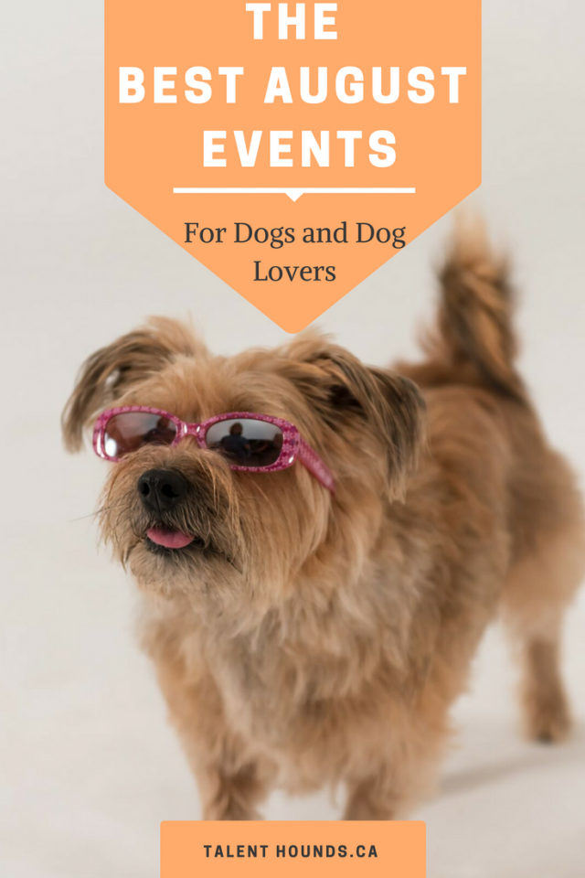 the best august events for dog lovers
