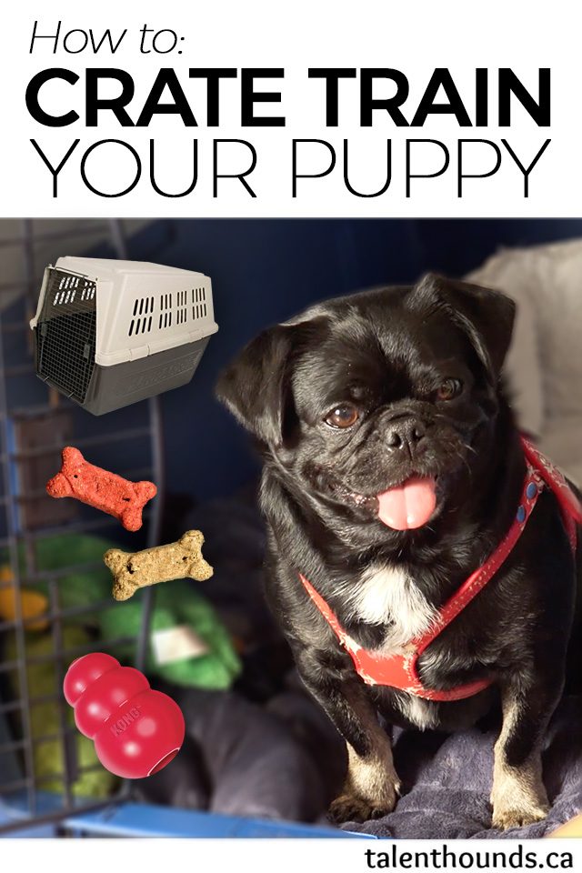 Why and how to crate train your puppy with a great video showing how I create trained my rescue Kilo the Pug