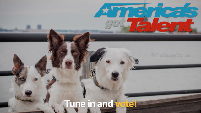 Vote for Sara Puppy Loki and the Super Collies on America's Got Talent Live Semi-Finals