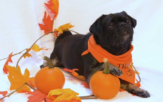 Kilo the Pug Paw on a pumpkin showing a Halloween Trick for Treats
