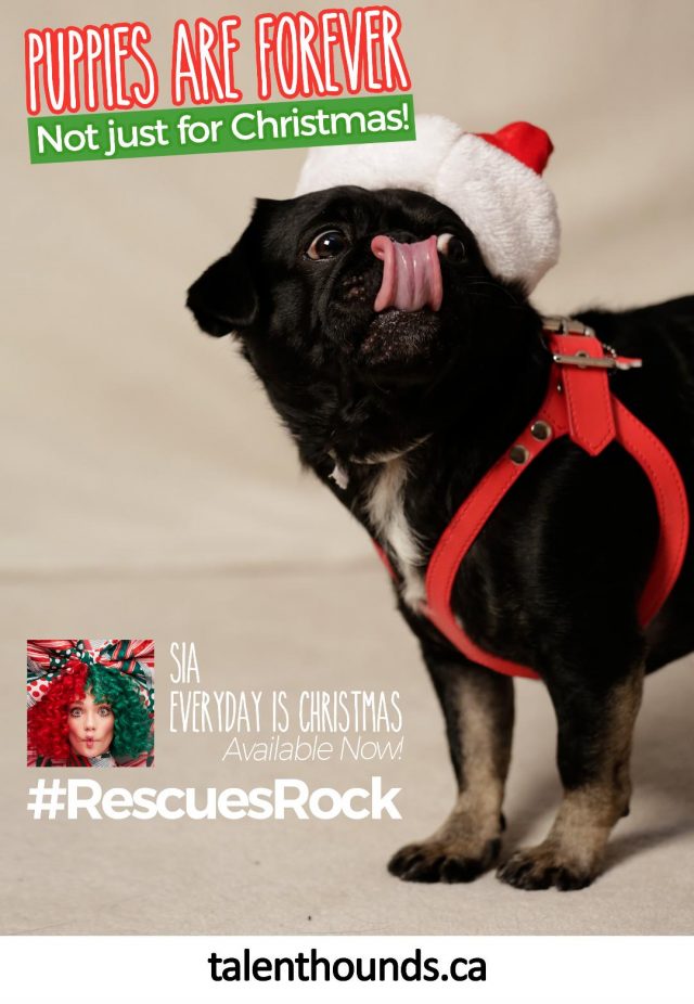Don't miss our fan video for the amazing new Sia Song Puppies are Forever, Not just for Christmas- great voice, great message! #rescuesrock