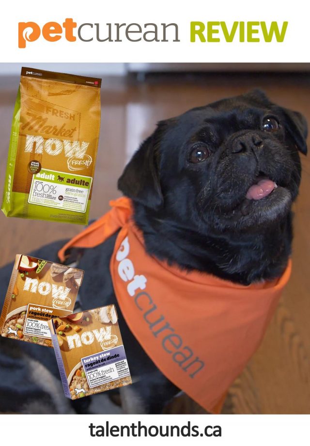 Petcurean NOW FRESH Dog Food Review by Kilo the Pug