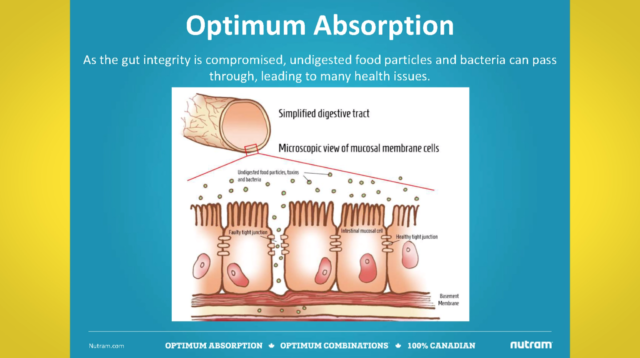 Nutram Graphic showing optimum absorption in a dog's gut