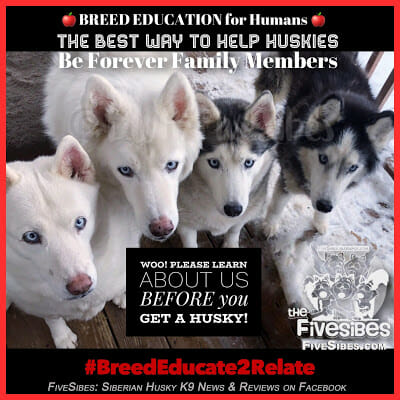 Support the Five Sibes campaign to keep huskies in their forever homes.
