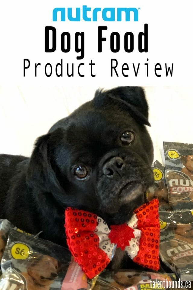 Is Nutram the best food for you and your dog- find out in my Nutram Dog Food Product Review #Sponsored