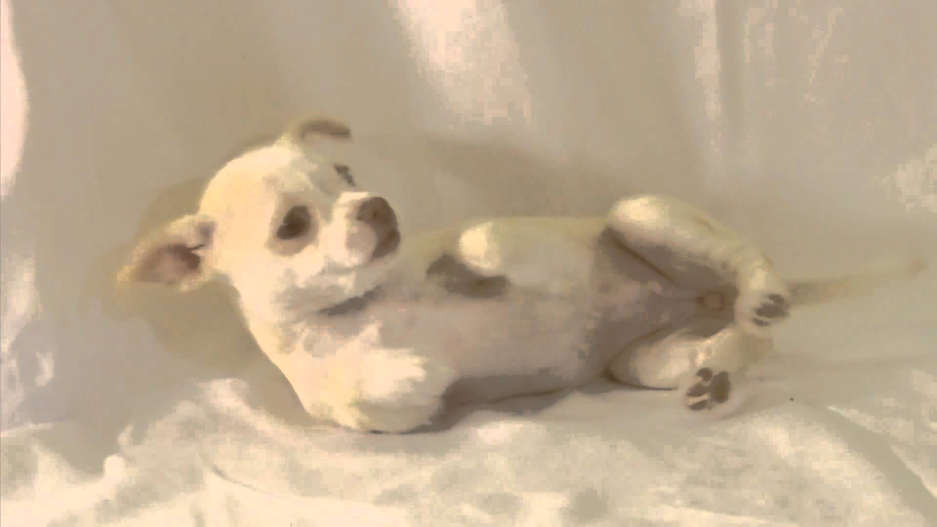 dancing chihuahua toy