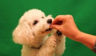 Cute puppy getting a treat at audition