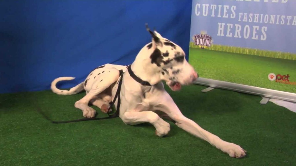 Dolce the great dane at audition