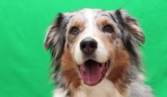 Maddie the Aussie audition photo