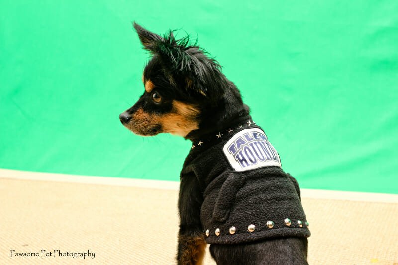 Talent Hounds Chihuahua Buster Rocking his vest in How to take a great photo of your dog