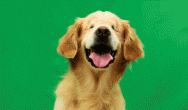 Smiley the Blind Therapy Dog at HolidayPet