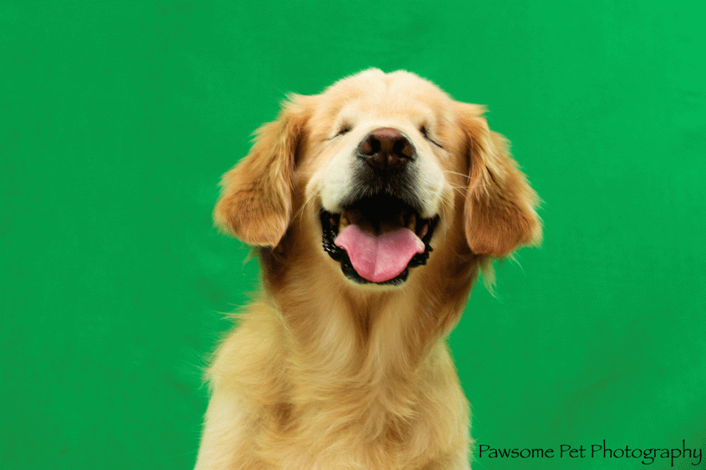 Rescue Dog Stories at Holiday Pet Care Casting Call including Smiley 