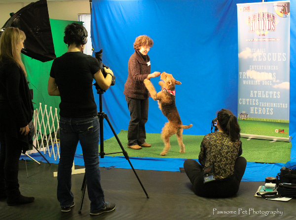 Dog Casting Call at Who's Walking Who