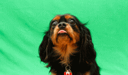 king charles spaniel