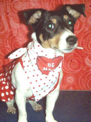 Sweetie the JRT for Valentine's Dogs Contest Submission
