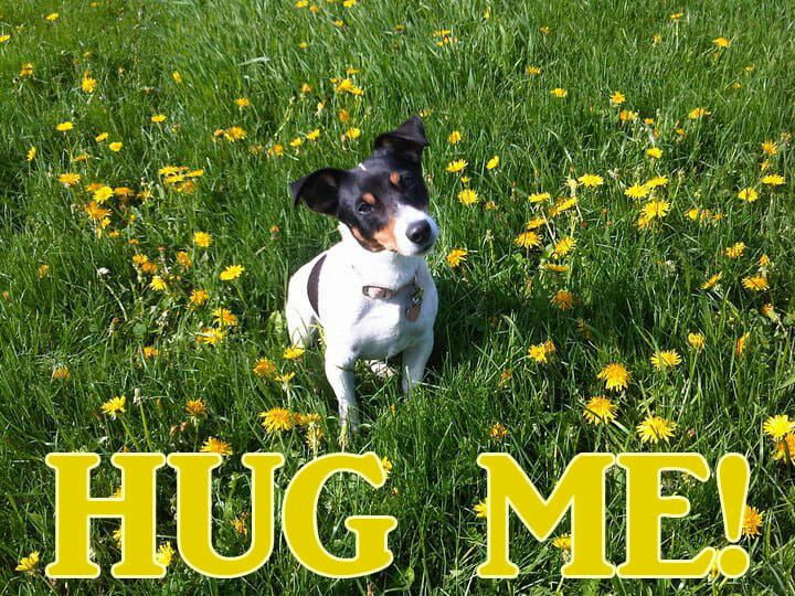 Valentine's Day Dogs Contest Submission - Sweetie the JRT saying hug me