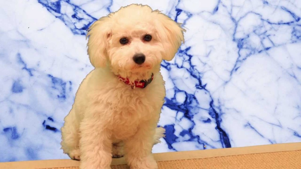 Cotton the Bichon Frise behind the scenes at Holiday Pet Care