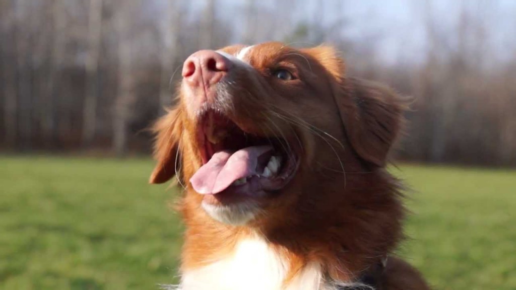 Catch the Nova Scotia Duck Toller retrieving