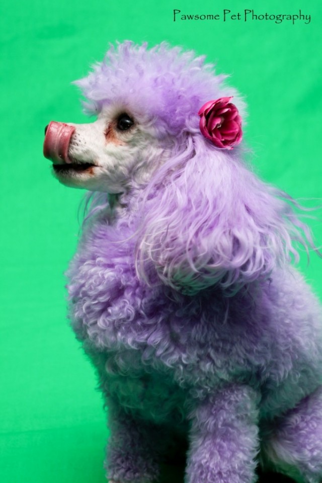 adorable purple small poodle