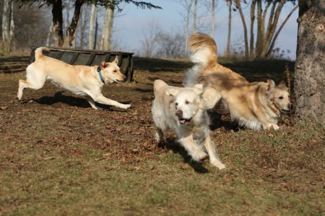 NDS Service Dogs having a well-earned run off leash