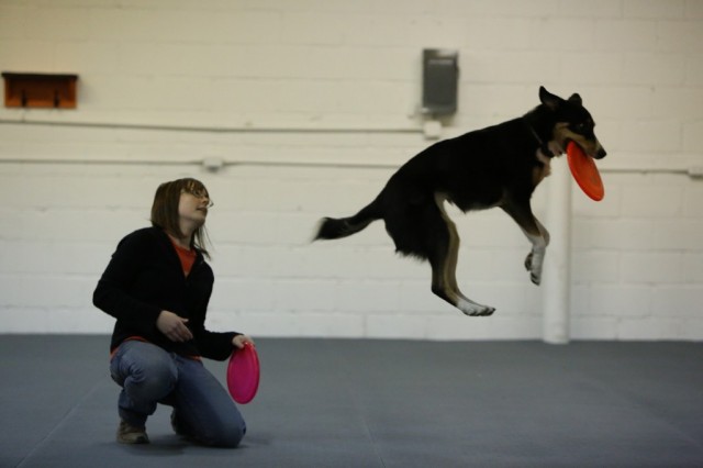 One of the best photos of Dog athletes on Talent Hounds in action jumping for a disc at All About Dogs