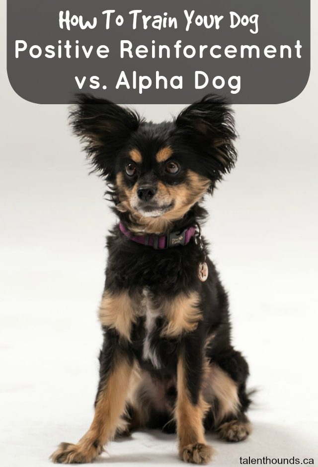 How To Train Your Dog - Positive Reinforcement versus Alpha Dog - Experts weigh in on the benefits and methods 