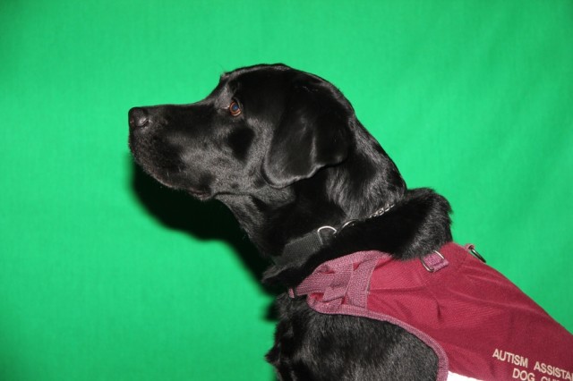 Autism Assistance Dog Black Labrador Retriever Basil