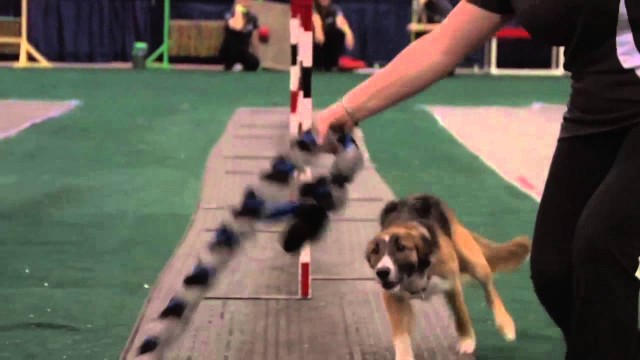 Dog agility action shot