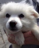 american eskimo