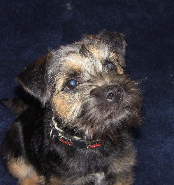 Cute puppy London from the All About Pets Show 2013.