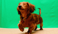 dachshund