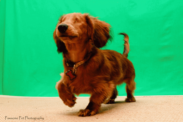 Arthur the blind rescue dachshund