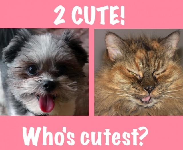 cute contest