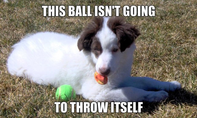 Puppy with ball wanting to play fetch meme