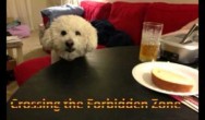 Canine's Guide