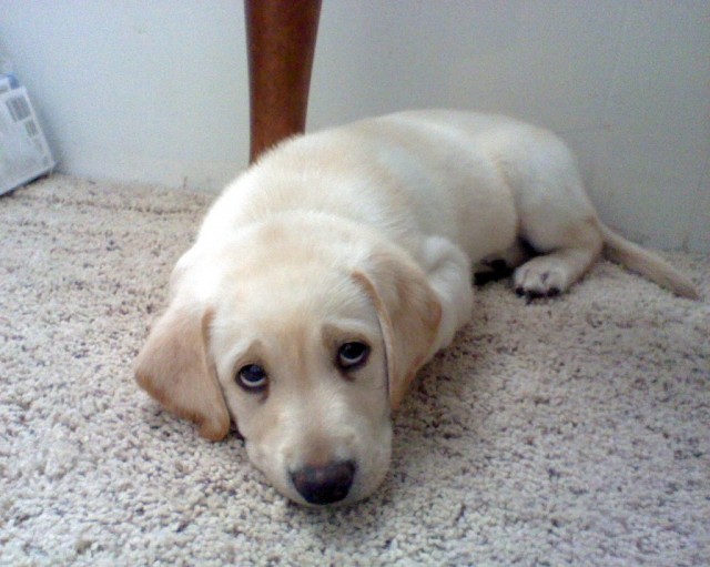 Golden Retriever Puppy laying down on carpet looking up at camera